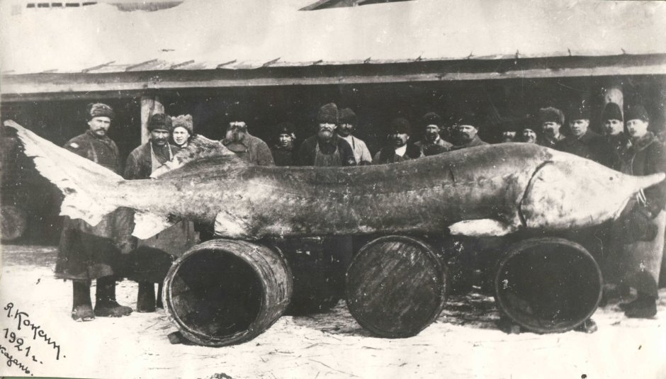 Осетр Калуга большая