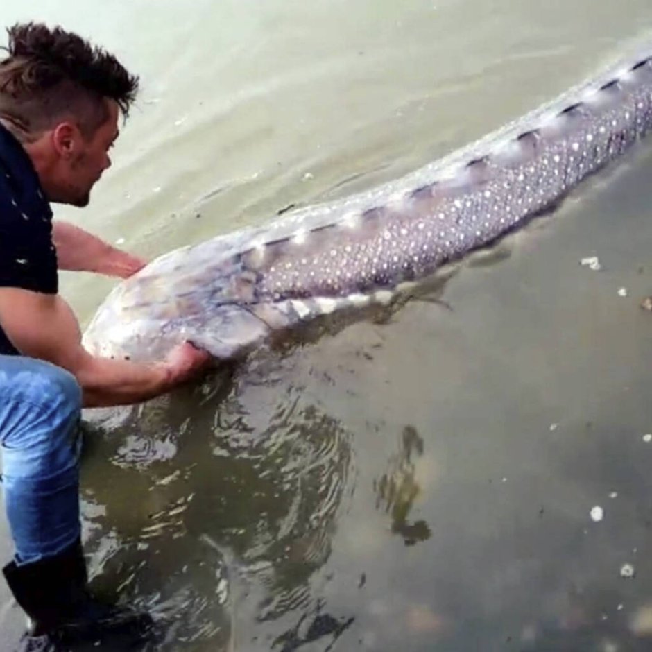 Калуга осетровая рыба