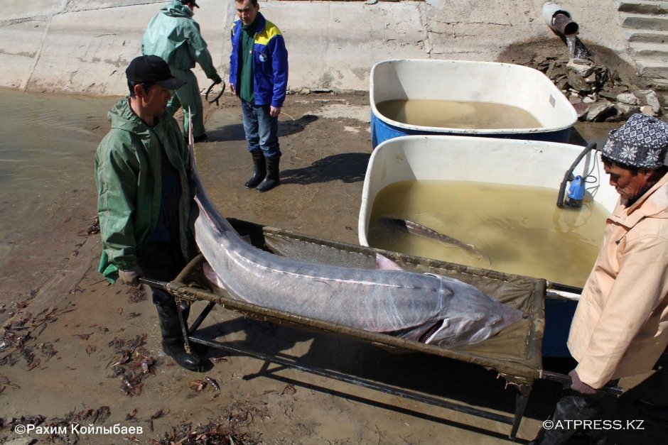 Осетр Белуга