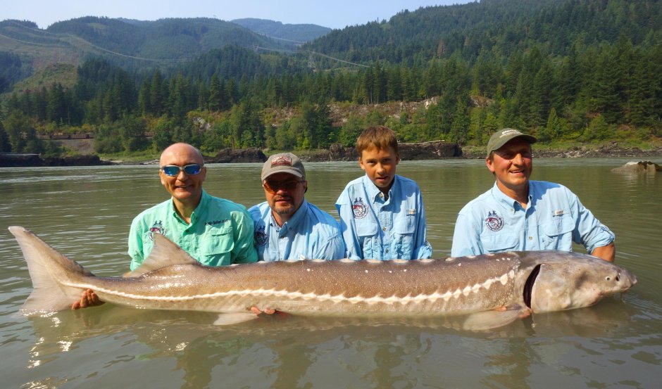 Белуга рыба