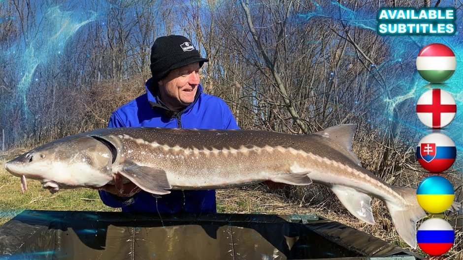 Самый большой осетр