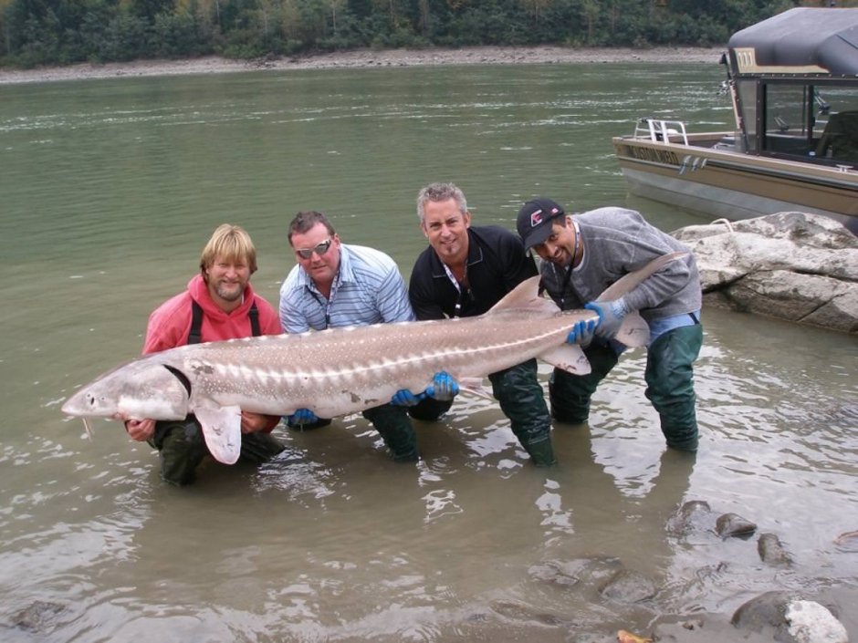 Осетр рекорд