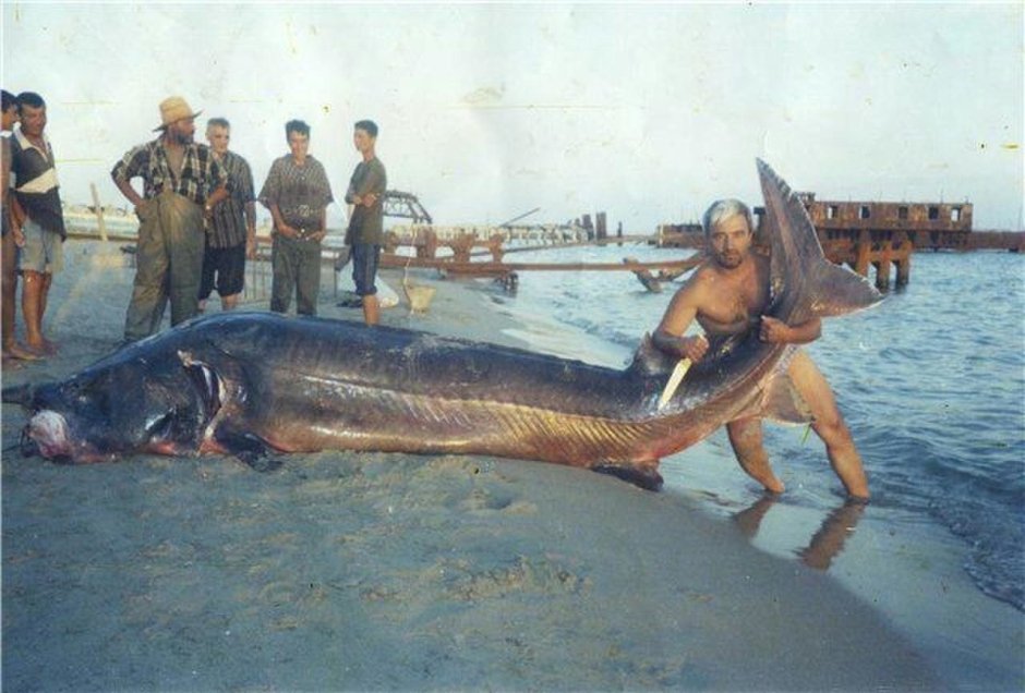 Белуга в Волге 1924 самая большая