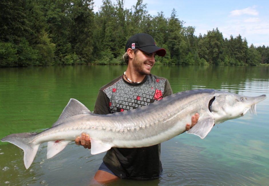 Белый осётр (Acipenser transmontanus)