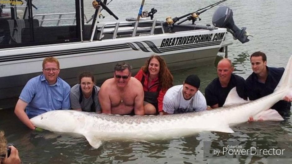 Белуга Черноморская