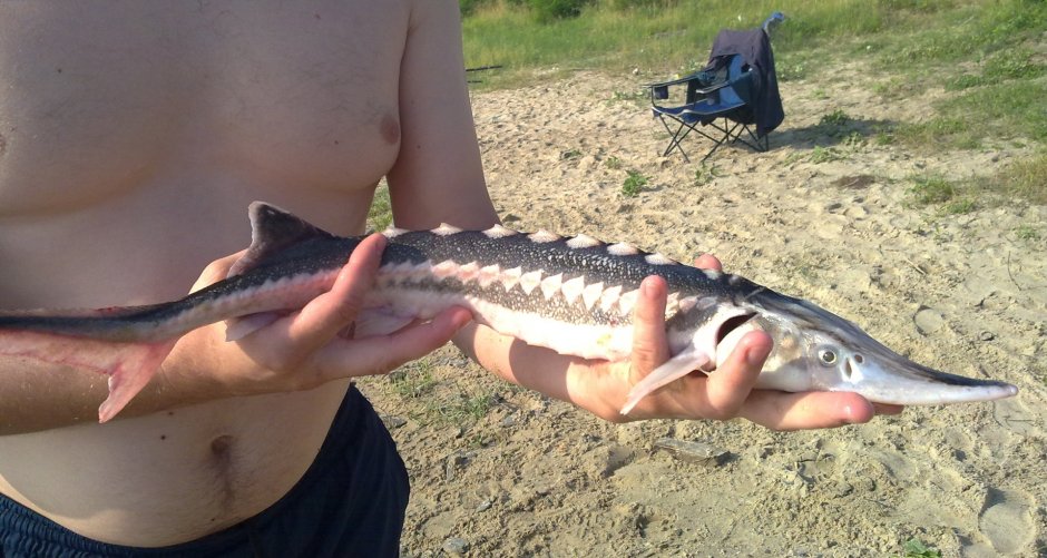 Осетр в реке Фрейзер