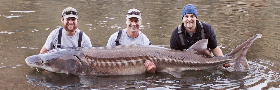 Стерлядь огромная