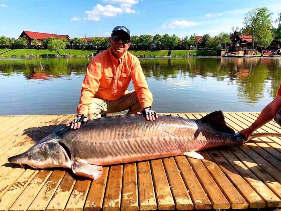 Рыба реки Волга Белуга