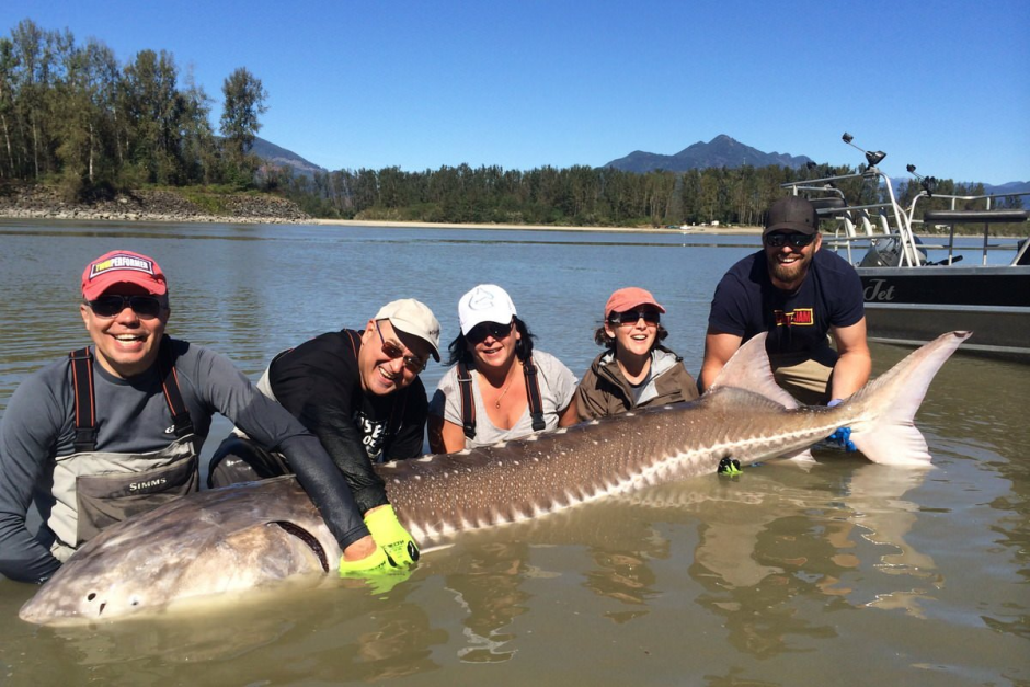 Сибирский осетр в Енисее