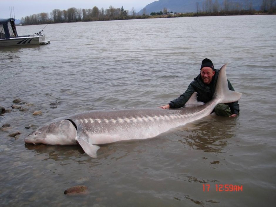 Белуга Черноморская