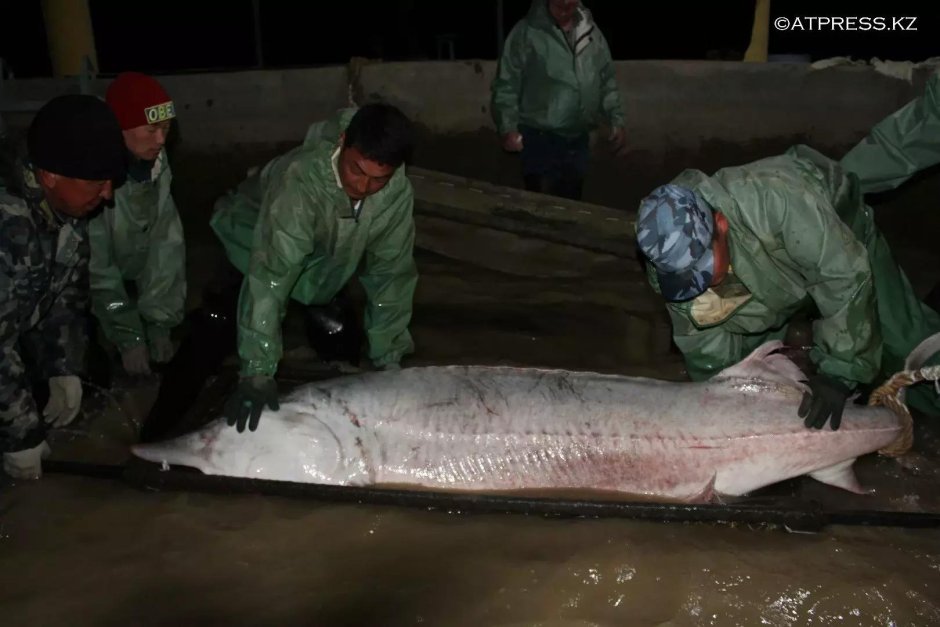 Севрюга рыба