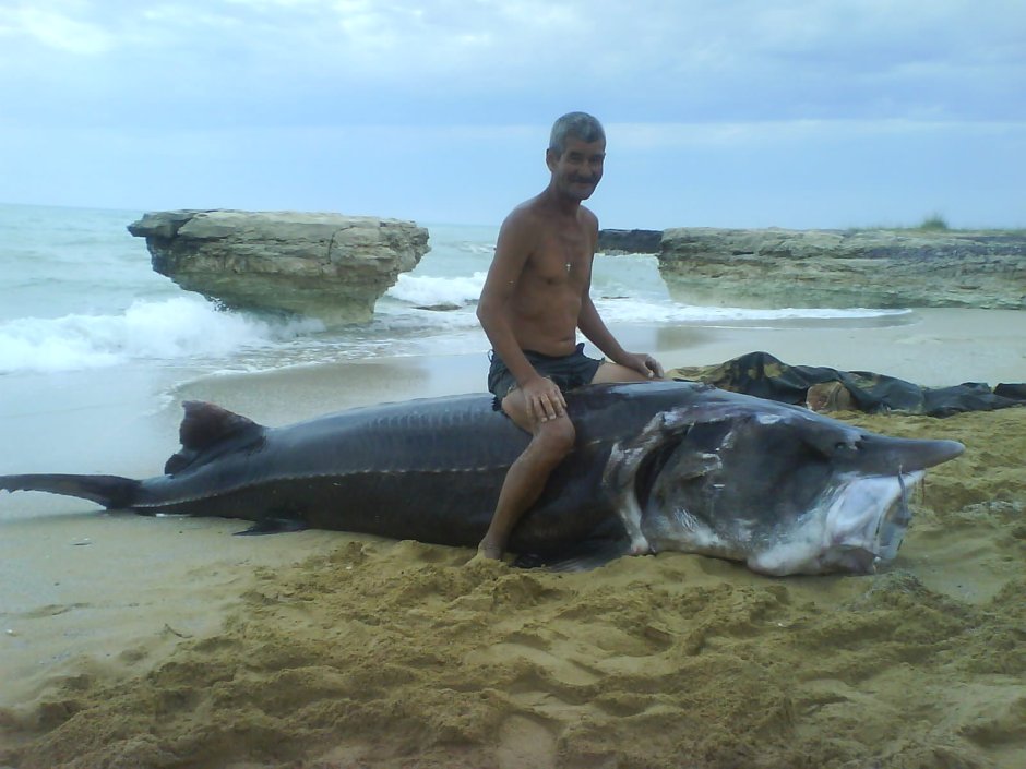 Гигантский осетр