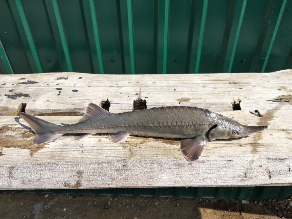 Осетр гигант