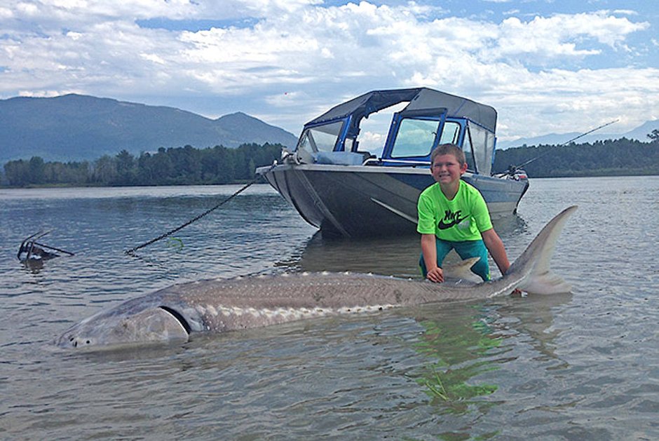 Королевская Белуга