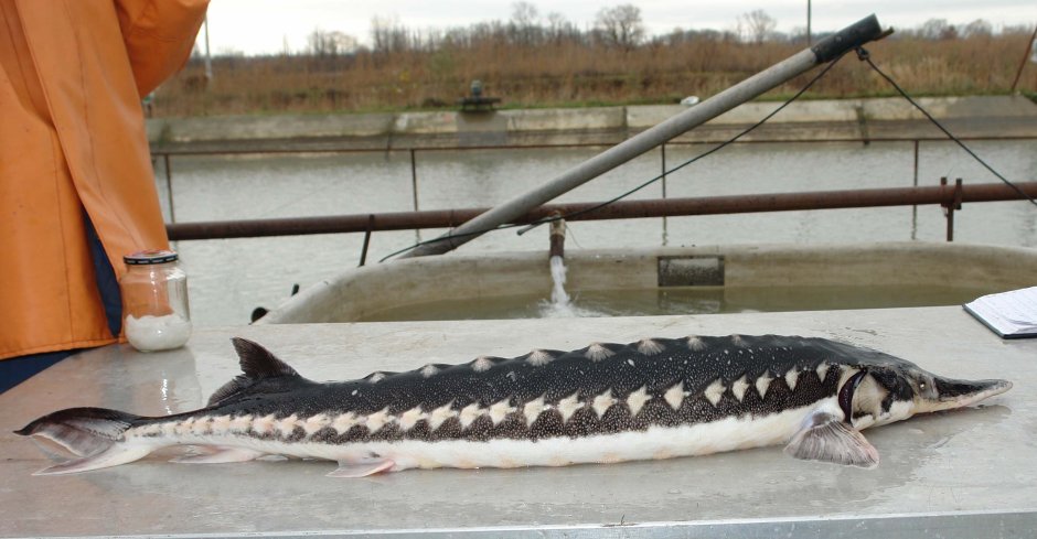 Рыба Калуга и Белуга