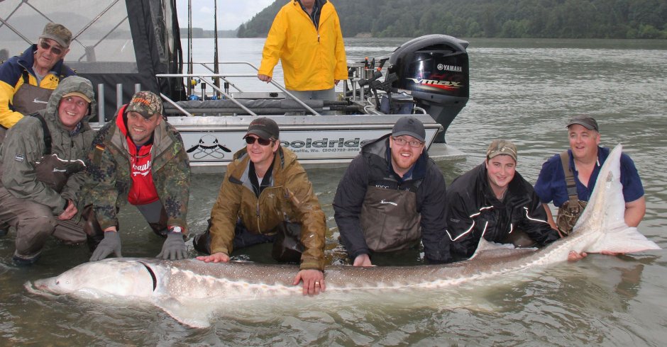 Волжская рыба Белуга