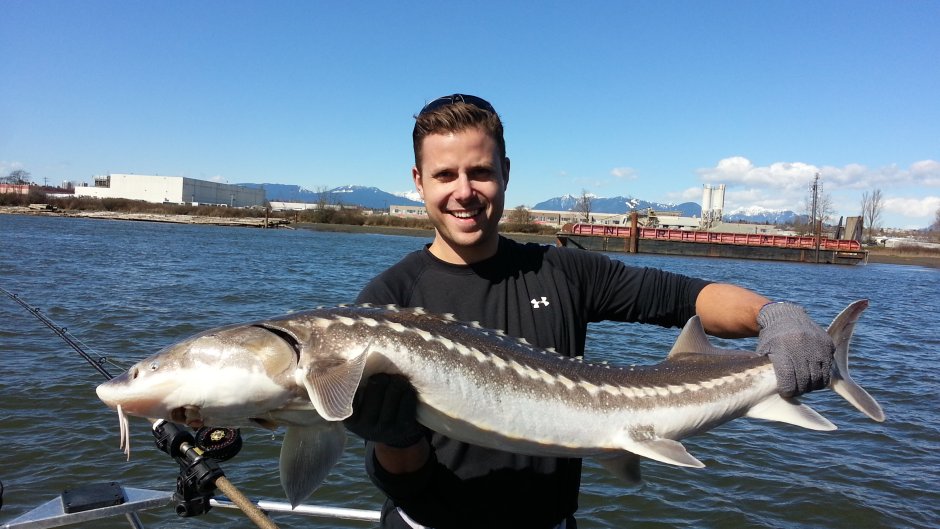 Осетр Черноземья