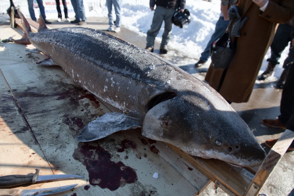 Рыба Белуга и осетр