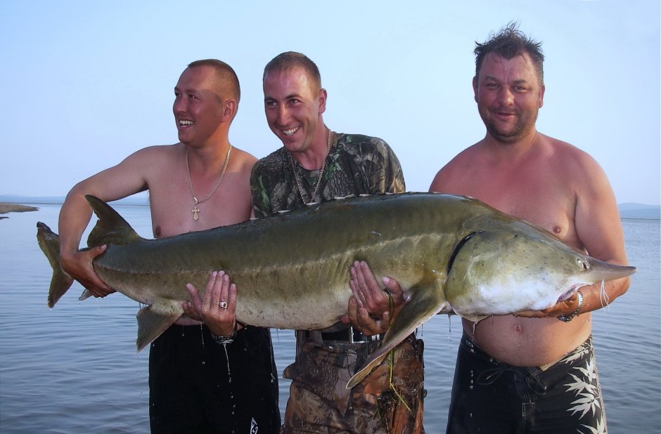 Белуга 200 кг