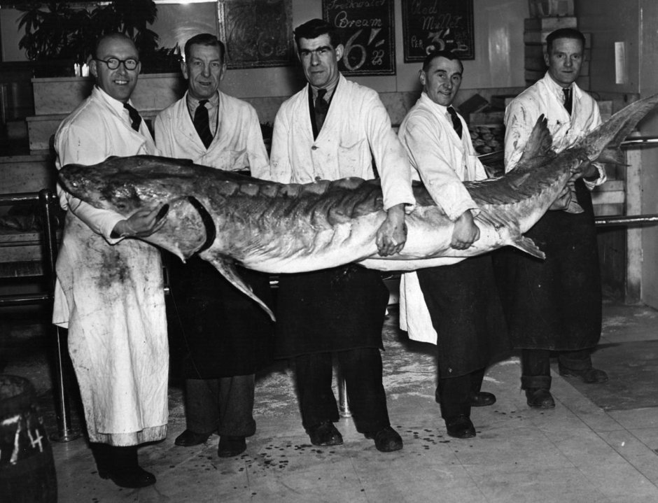 Гигантский Атлантический осетр