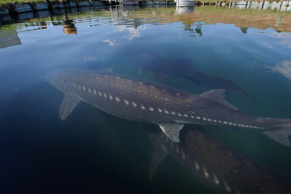 Самый большой сом в Астрахани