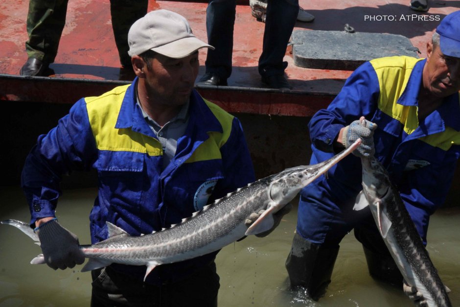 Иртышский осетр