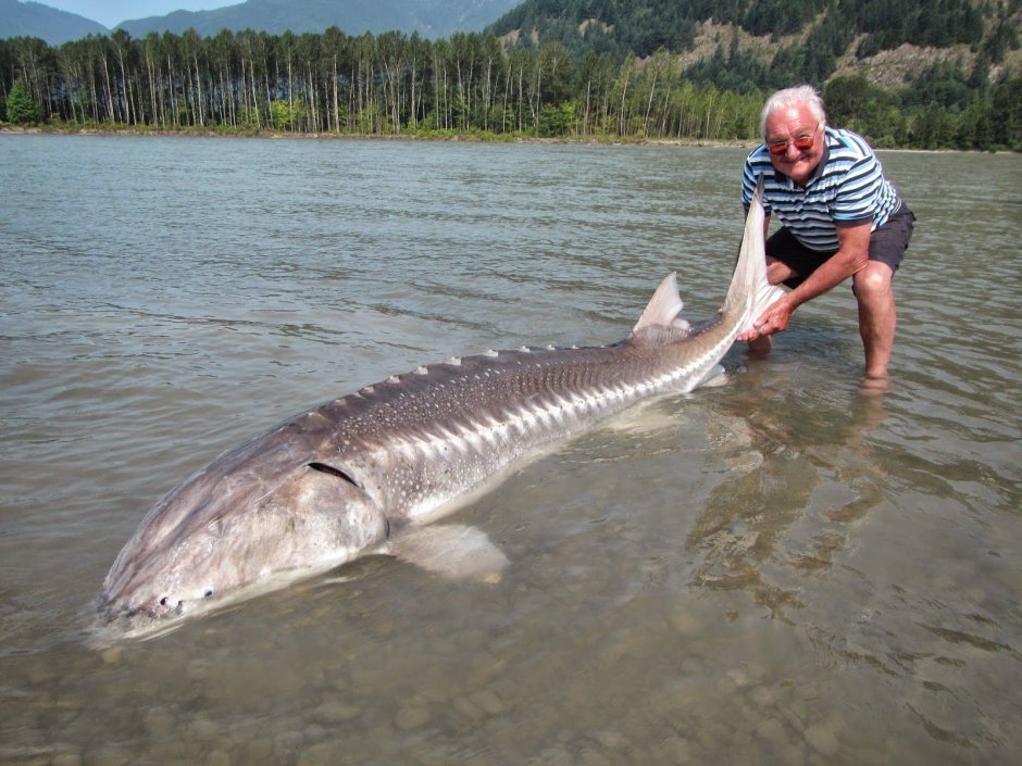 Калуга Амурская Белуга