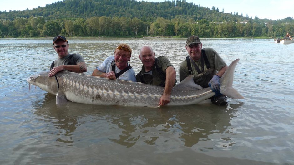 Севрюга большая