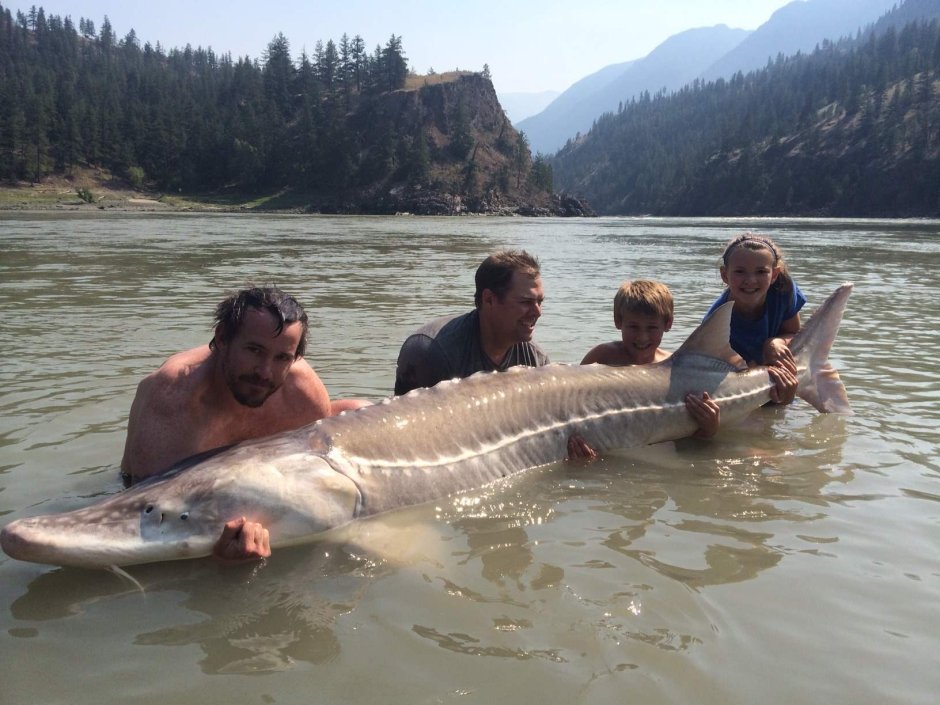 Длиннорылый осетр