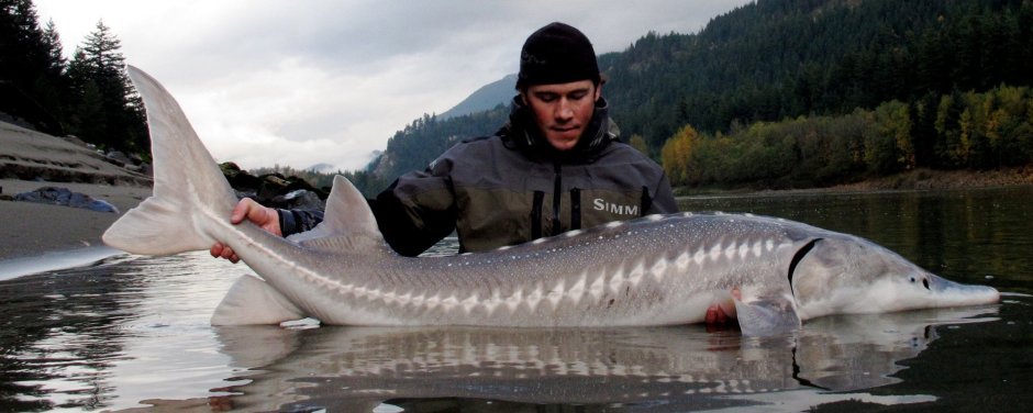 Белуга в Азовском море в 1921