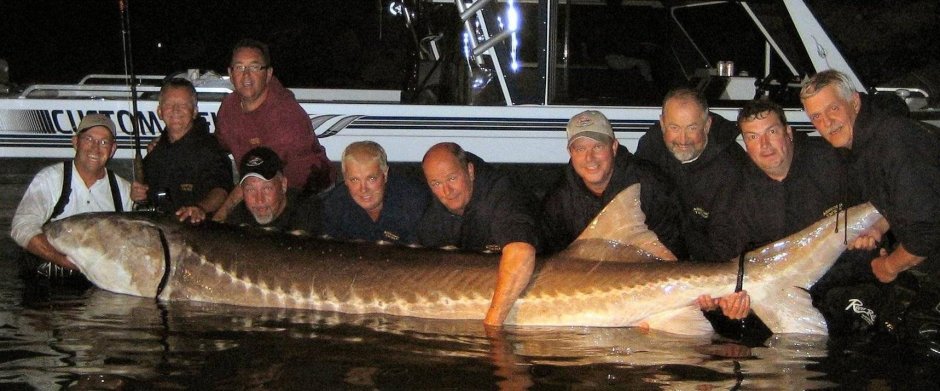 Осетрина Каспийская