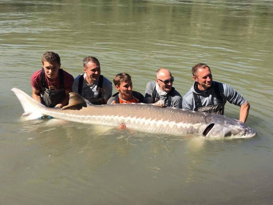 Белуга Борис золотой сазан