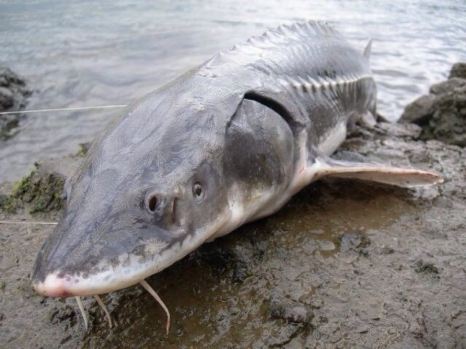 Осетр Калуга