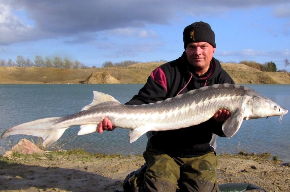 Рыба Белуга альбинос