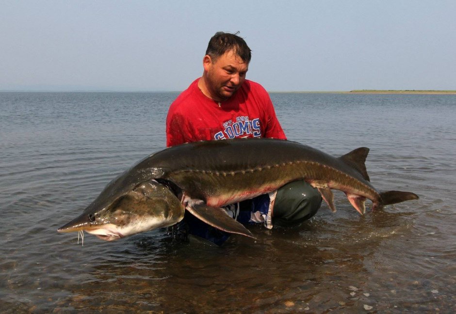 Белуга и севрюга