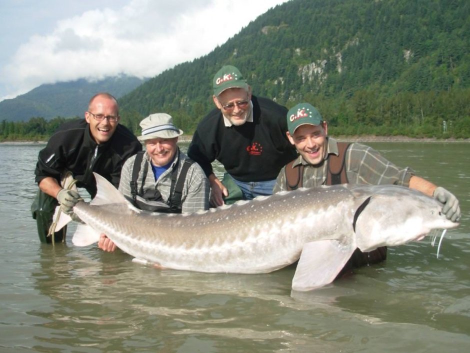 Гигантский Атлантический осетр