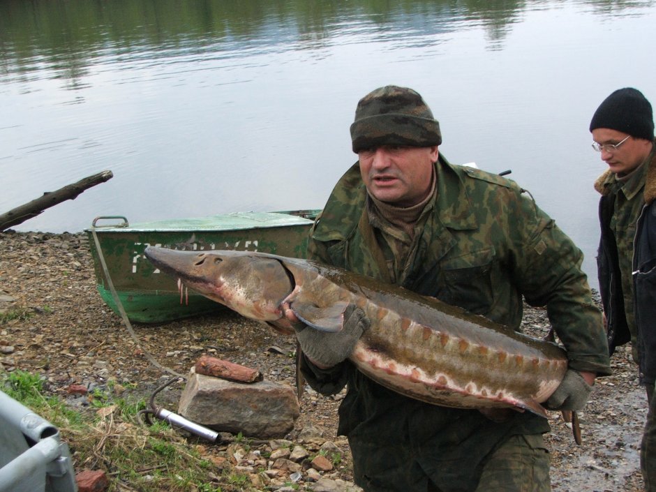 Белуга рыба самая большая