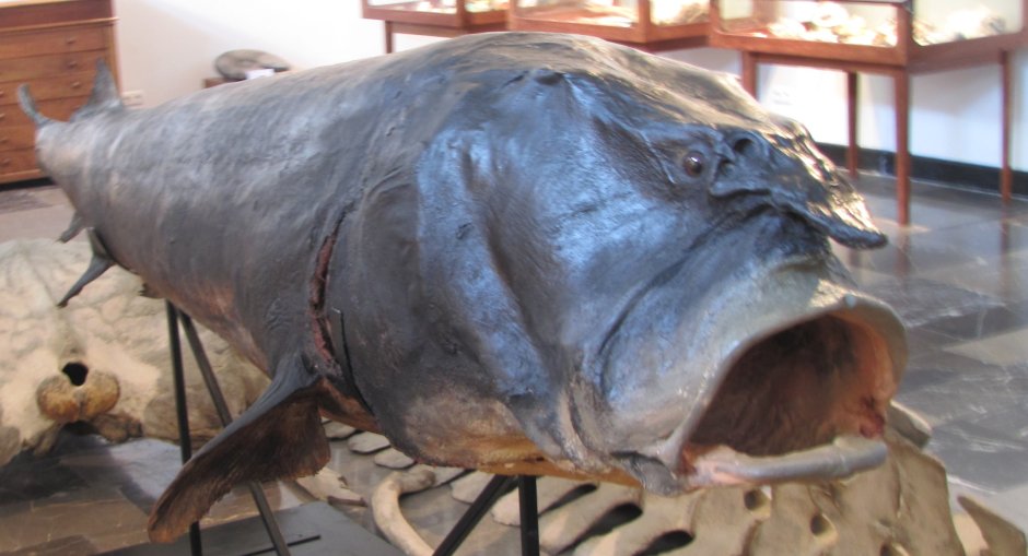 Севрюга большая