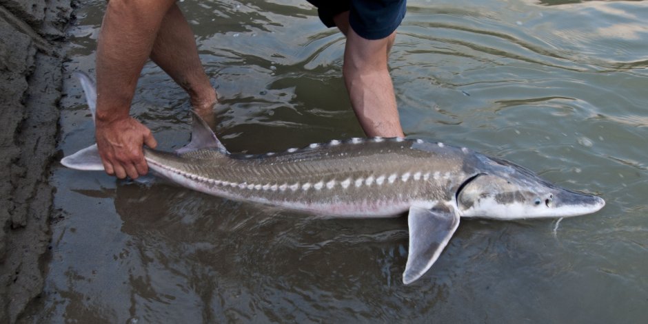 Осётр Сибирский