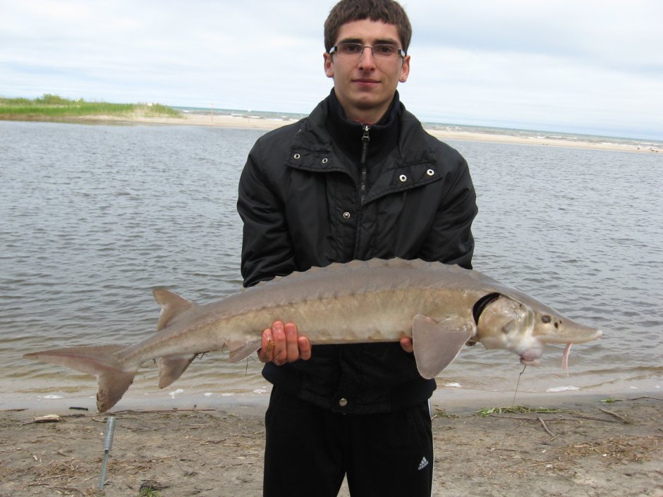 Белуга в Азовском море в 1921