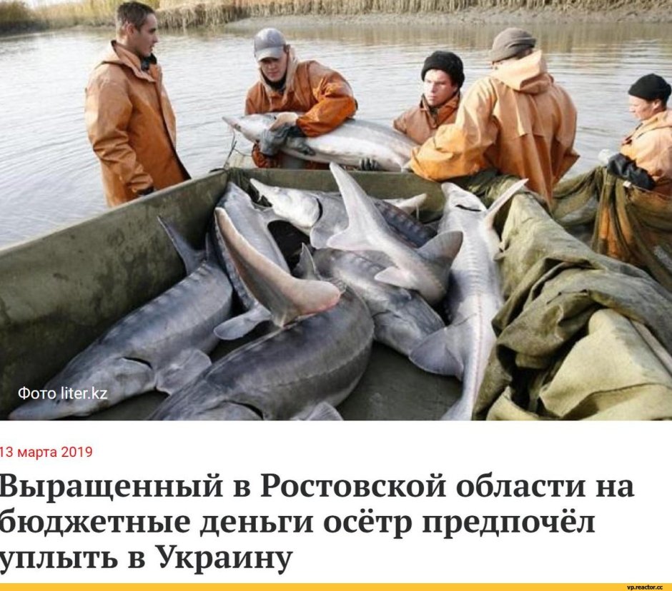 Астраханский осетр улов