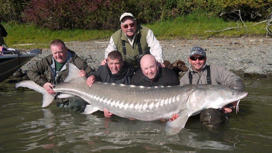 Осетр Енисейский