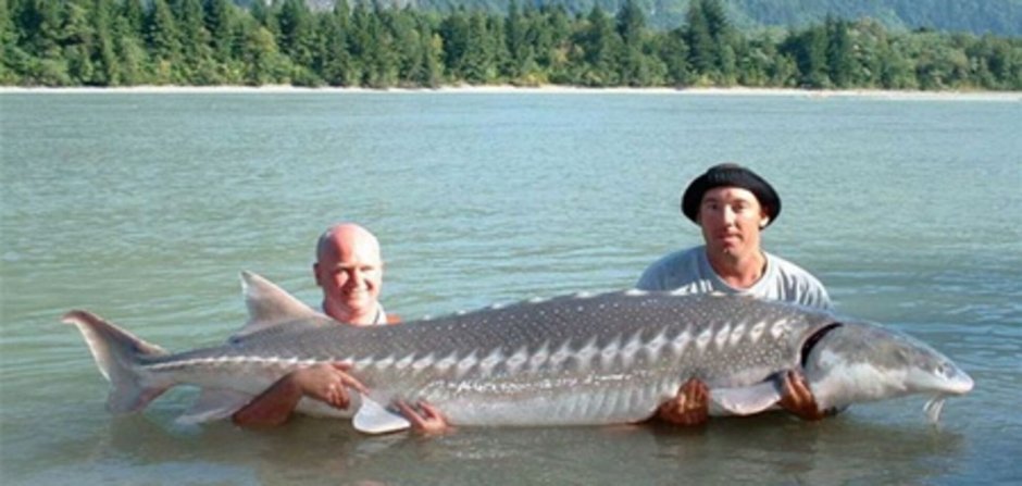 Астрахань Белуга промысел