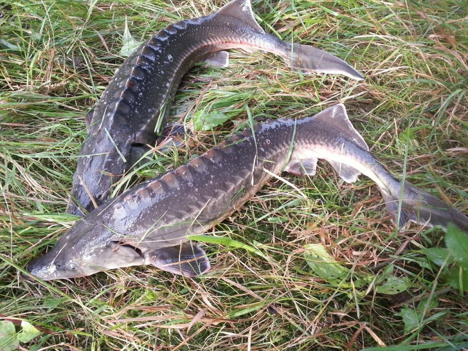 Белуга рыба