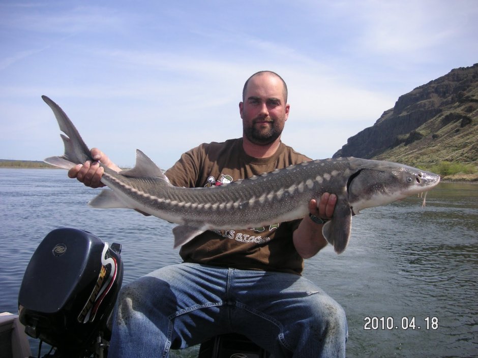 Стерлядь в Дону