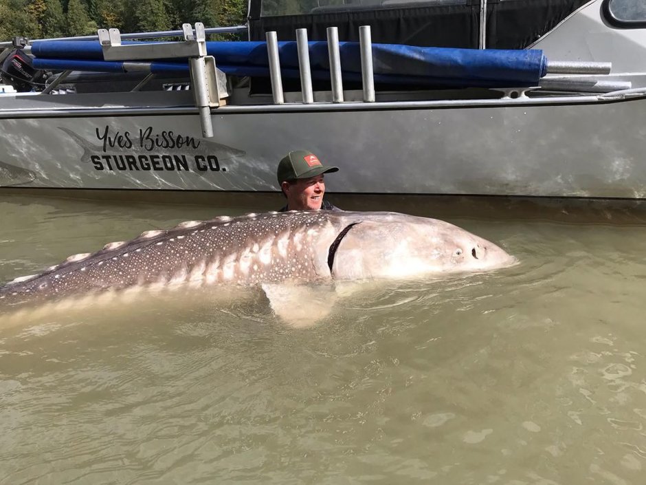 Рыба Белуга белый осетр