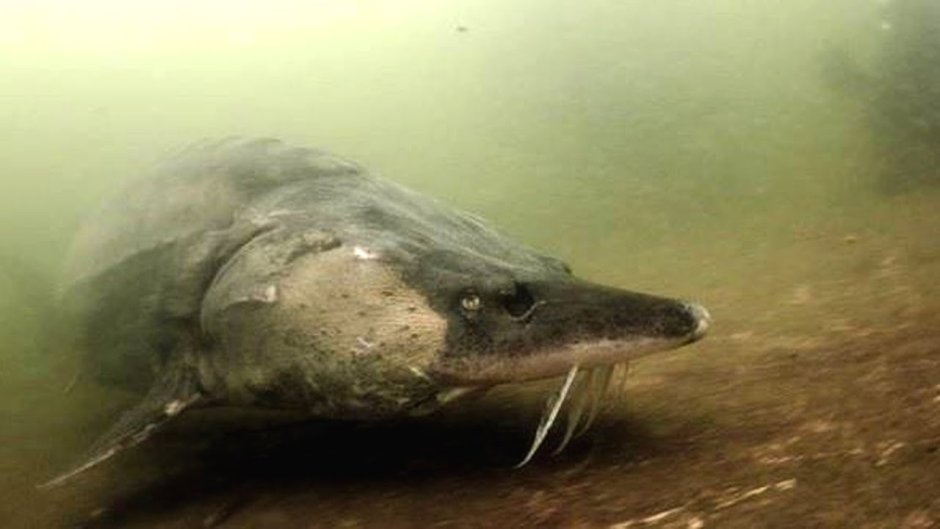 Амурский осетр