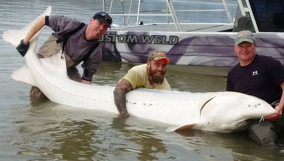 Гигантский Атлантический осетр