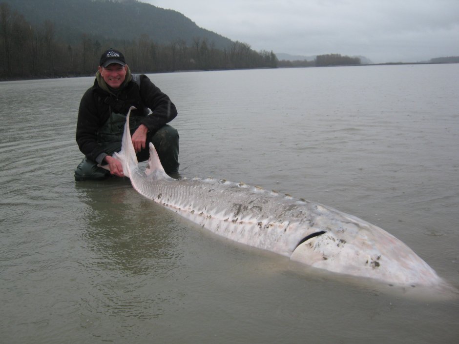 Ленский осетр