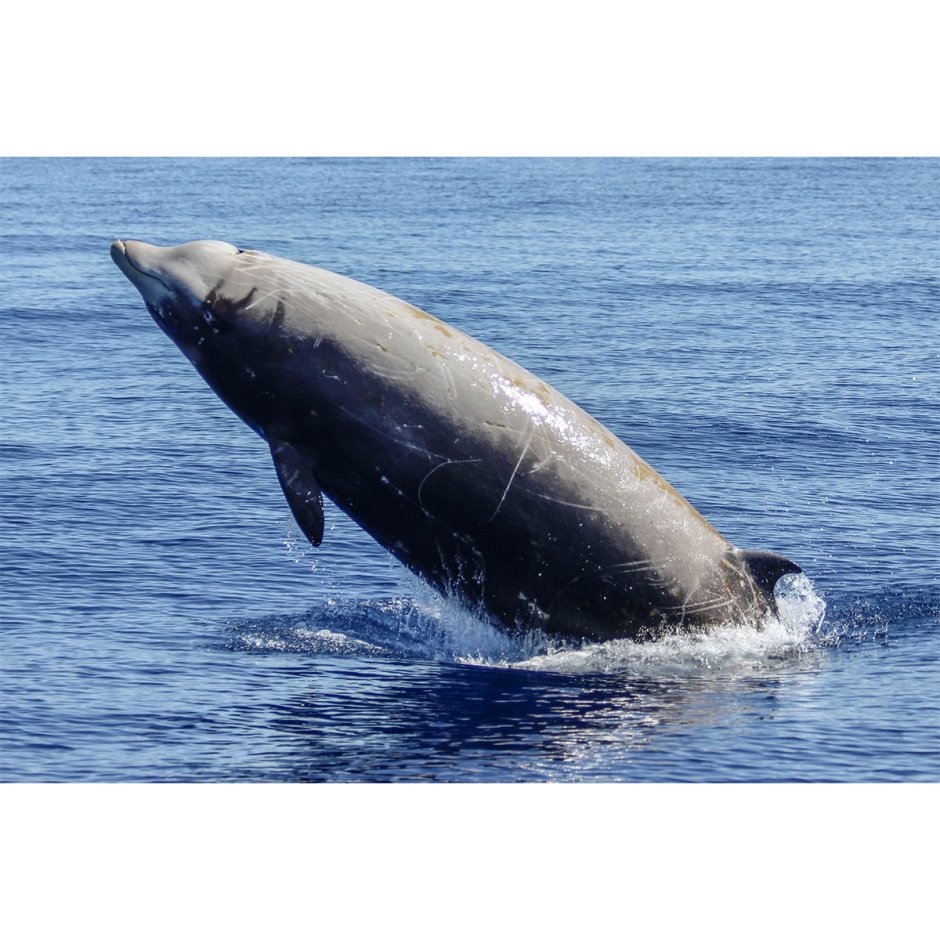 Ziphius cavirostris